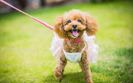 ペット写真】犬・猫と一緒に撮影できる！浜松・静岡・広島・豊川の