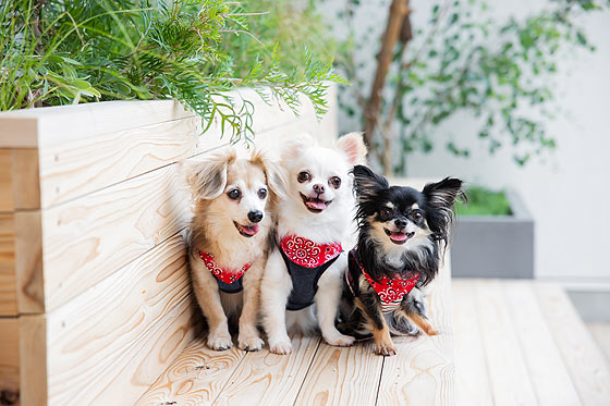 シアスタイル人気の撮影プラン