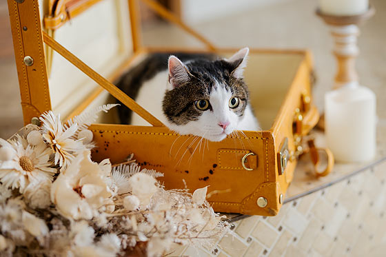 シアスタイルのシンプルでお得なセットプラン