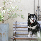 フォトスタジオペット撮影ギャラリー　写真No.3