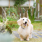 フォトスタジオペット撮影ギャラリー　写真No.10