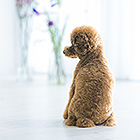 フォトスタジオペット撮影ギャラリー　写真No.35