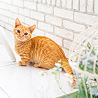 フォトスタジオペット撮影ギャラリー　写真No.44