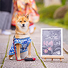 フォトスタジオペット撮影ギャラリー　写真No.46
