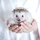 フォトスタジオペット撮影ギャラリー　写真No.48