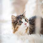 フォトスタジオペット撮影ギャラリー　写真No.73