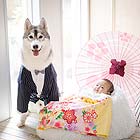 フォトスタジオペット撮影ギャラリー　写真No.64
