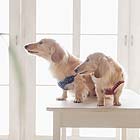 フォトスタジオペット撮影ギャラリー　写真No.65